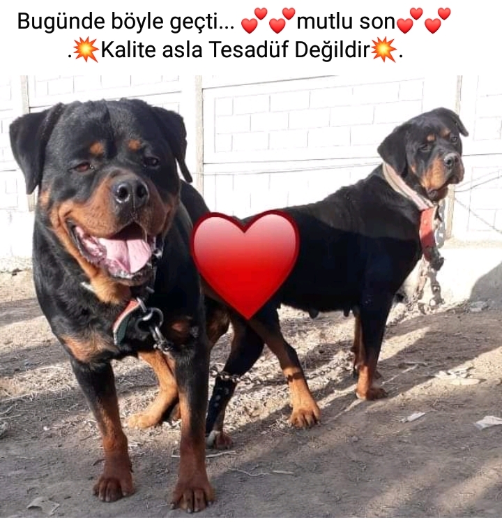 Sahibinden Ücretsiz Köpek Ankara